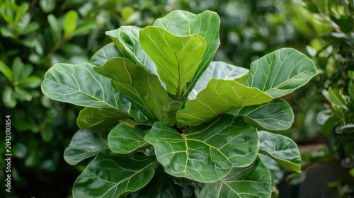 Lush Fiddle-Leaf Fig Leaves in Garden Setting