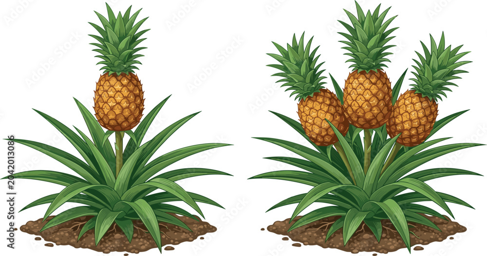 Fototapeta premium Pineapple Plant Growing in Soil Vector Set Featuring Single and Multiple Ripe Tropical Fruits on Green Shrub Bush for Agriculture Farming Graphic Designs