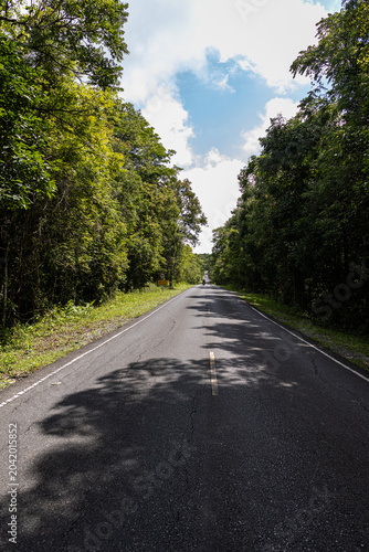 Asphalt road on green tree mountain forest
