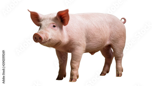 Canvastavla Pink pig standing full body facing left, white