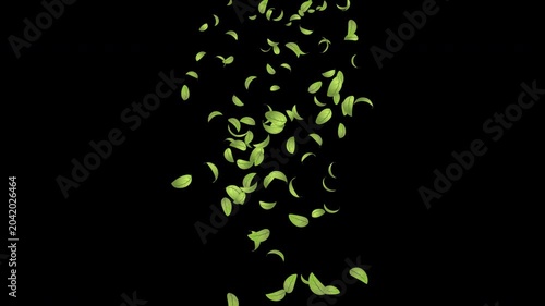 Green leaves flying animation. Realistic green leaf fall animation. Autumn spring season leaves fall background. Natural leaves animation background. Transparent background with alpha channel