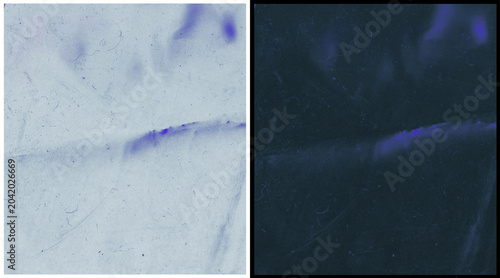 Microscopic forensic fiber analysis, textile thread under ultraviolet light and white light, forensic science investigation evidence