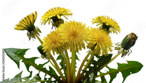 Photos Yellow dandelions with green leaves and bud