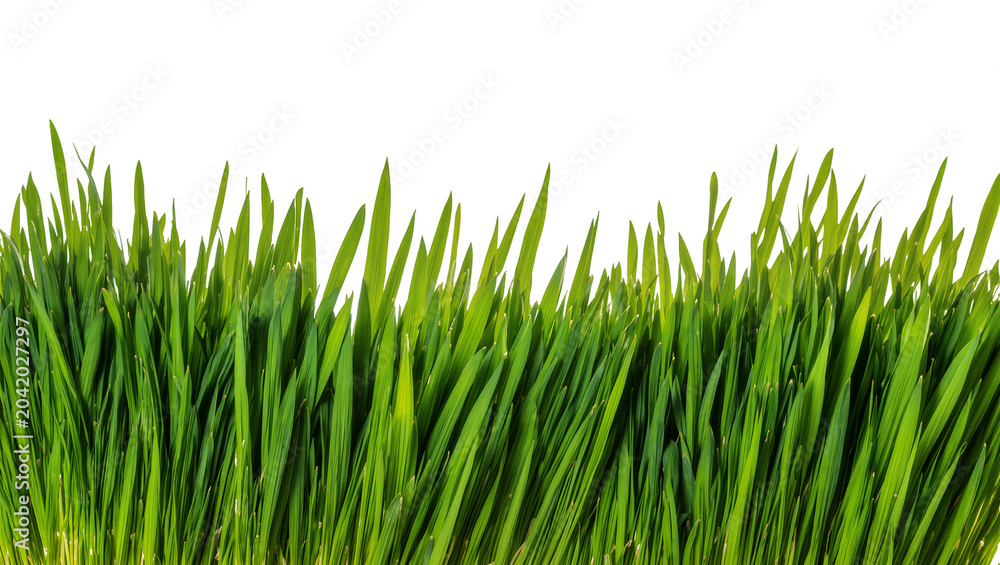 Fototapeta premium Fresh green grass blades with vibrant color and texture