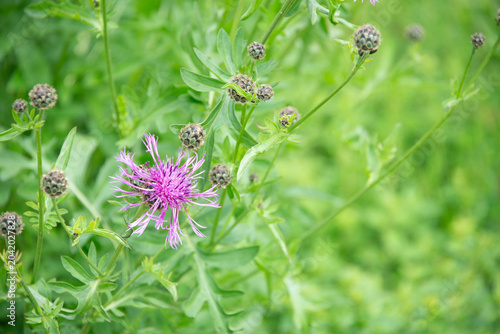 Feine lila-farbende Skabiosen-Flockenblume -Centaurea scabiosa