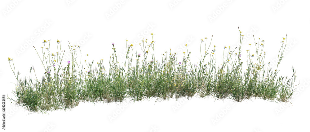 Fototapeta premium Wild grass and flowers isolated on transparent background