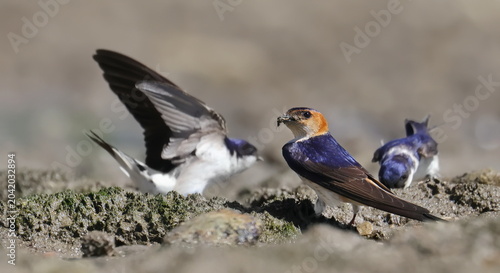 Tableau sur toile Close up red-rumped swallow and  house martin collect mud for nesting, Cecropis