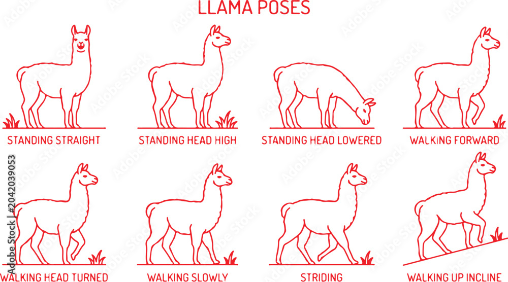 Naklejka premium Llama poses vector line art red outline on transparent background, different llama actions.