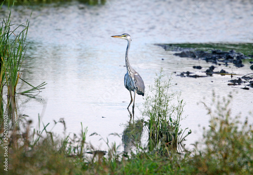 Tableau sur toile A Grey Heron (Ardea cinerea) standing still in shallow water.