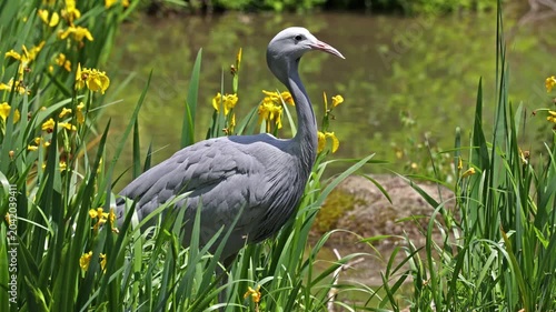 The Blue Crane, Grus paradisea, is an endangered bird specie endemic to Southern Africa. It is the national bird of South Africa