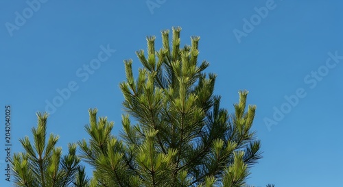 Green Pine Tree Branches Reaching Upward Against Clear Blue Sky
