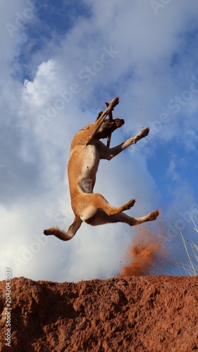 Chien berger belge malinois sautant sur les padzas de latérite rouge à Mayotte