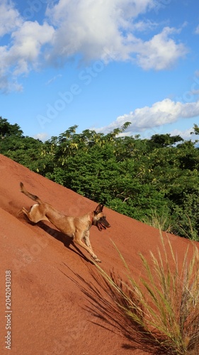 Chien berger belge malinois courant sur pente des padzas de latérite rouge à Mayotte
