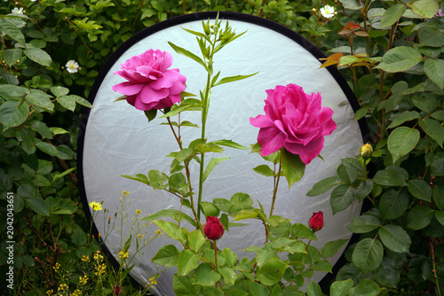 Принти на полотні A picture of pink roses on a white background, pink roses seem to dominate the w