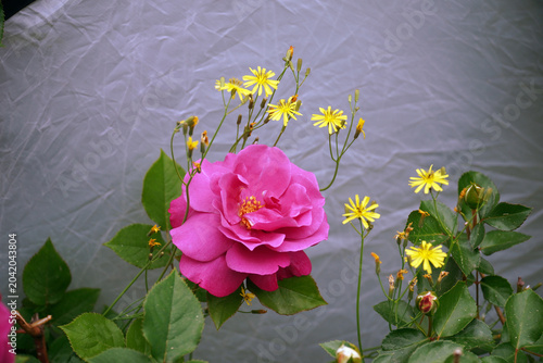 Принти на полотні A picture of pink roses on a white background, pink roses seem to dominate the w