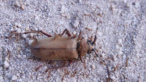 A dead, densely built barbel beetle (like Monochamus) and red (fiery) ants all around. Thailand, rain forests