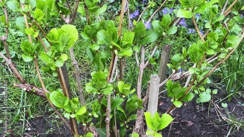 Pruned bush of cultivated hydrangea with young leaves at overcast