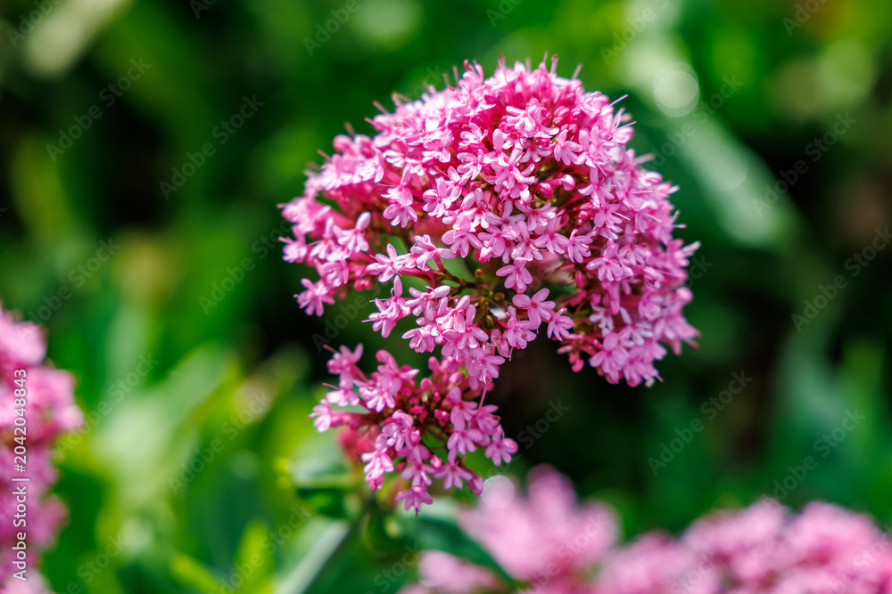 Obraz premium Beautiful pink red valerian flower blooming in a garden, close up of Centranthus ruber blossoms with a soft blurred green background, professional botanical photography.