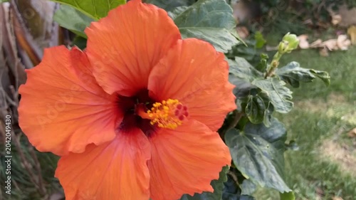Chinese hibiscus,China rose, Hawaiian hibiscus, Rose mallow in tropical garden of Tenerife,Canary Islands,Spain,4K 