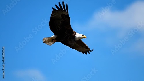 Majestic Bald Eagle Soaring Gracefully Across a Bright Blue Sky.