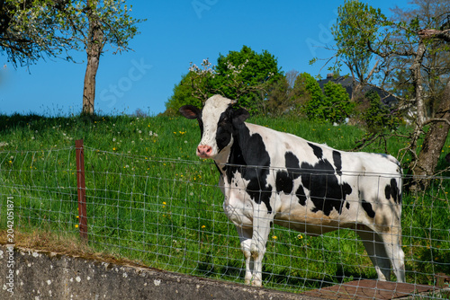 Fotografi Black and white cow stands by fence in meadow and looks into camera in village K