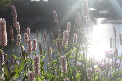 Tableau sur toile real lens flare showing soft hazy snakeweed plants in front of a lake in the lat