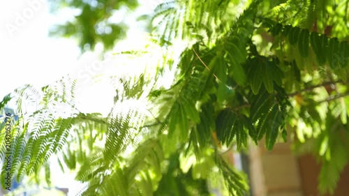 Green fern plant in the wind on a sunny day with lens flare