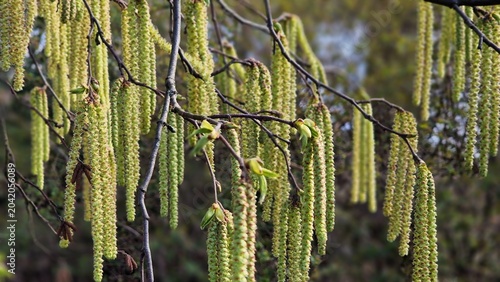 фотографія Tree branches with long catkins of Alnus Serrulata, the Hazel alder or Smooth alder