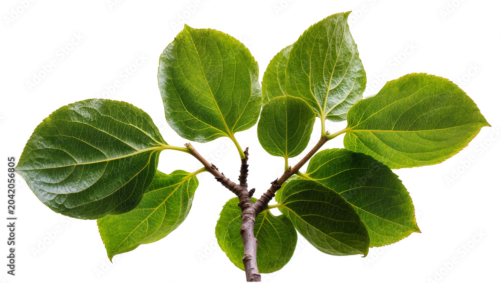 Fototapeta premium Green hydrangea leaves on branch