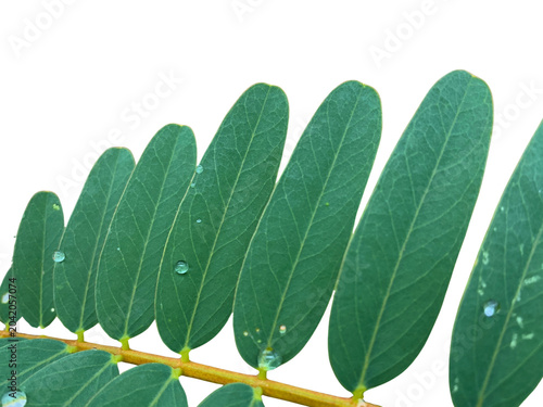 Photos Closeup of a pinnate leaf with water droplets isolated on transparent background