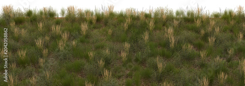 Realistic 3D Wild Grass Field Wide Angle View with Golden Pampas Stems — Natural Outdoor Dry Meadow Landscape Scene Illustration on Transparent Background