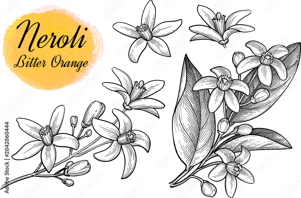 Fototapeta premium Neroli collection of ink sketches. Bitter orange branches with flowers, leaves and buds. Isolated hand-drawn vintage engraving illustration.