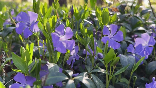 Blooming periwinkle with young leaves on fresh shoots close-up