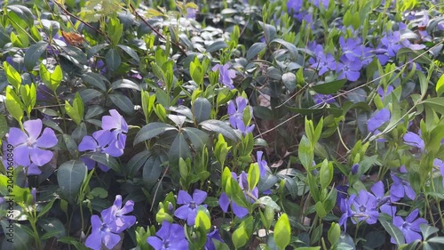 Blooming periwinkle with young leaves on fresh shoots close-up