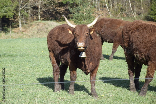 view of cows grazing on meadow in France
