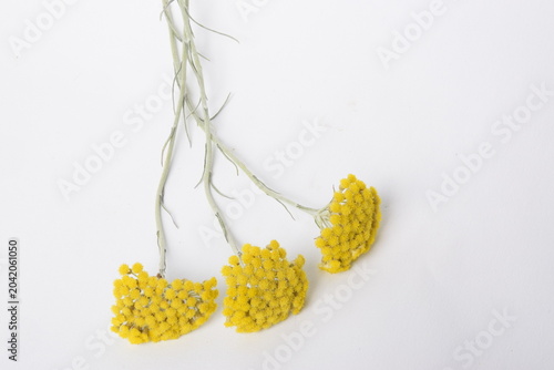 curry herb on background