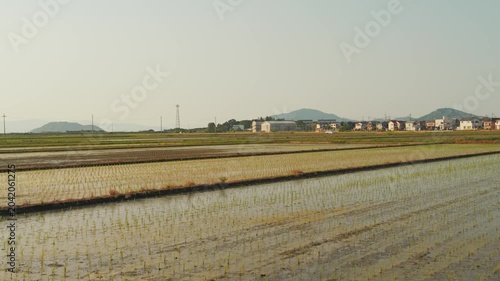 Early Summer Rice Fields and Mountains in Rural Japan