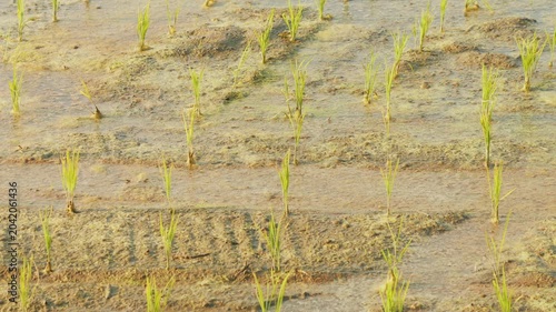 Young Rice Seedlings Growing in a Muddy Paddy Field After Planting