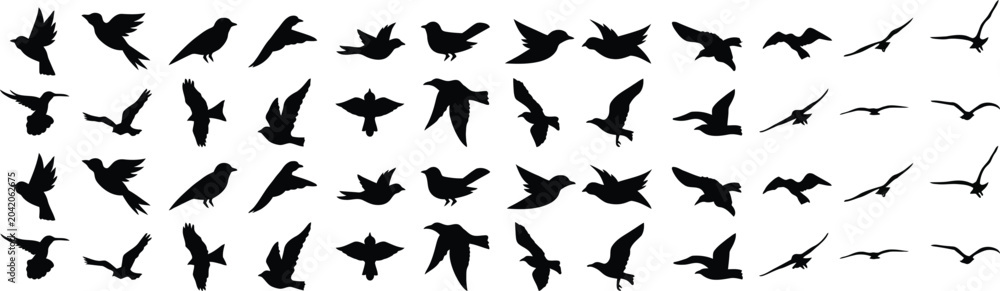 Fototapeta premium bird flying silhouette collection for design and study