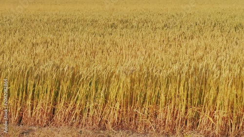 Golden Wheat Field Landscape During Harvest Season in Rural Countryside