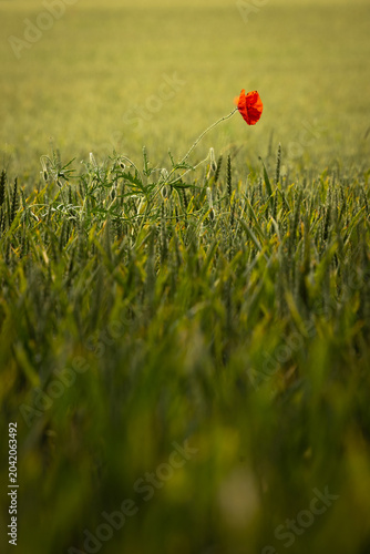 Coquelicot solitaire dans un champ de céréales illustrant la biodiversité agricole. Peut servir d'arrière-plan
