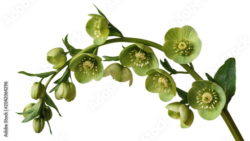 Photos Green hellebore flowers and buds on stem