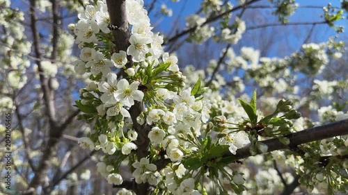 Blooming cherry tree branches in sunny morning on blurred background