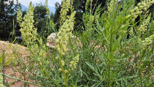 Photos Wild Reseda Lutea Blooming with Yellowish Green Flower Spikes in Nature