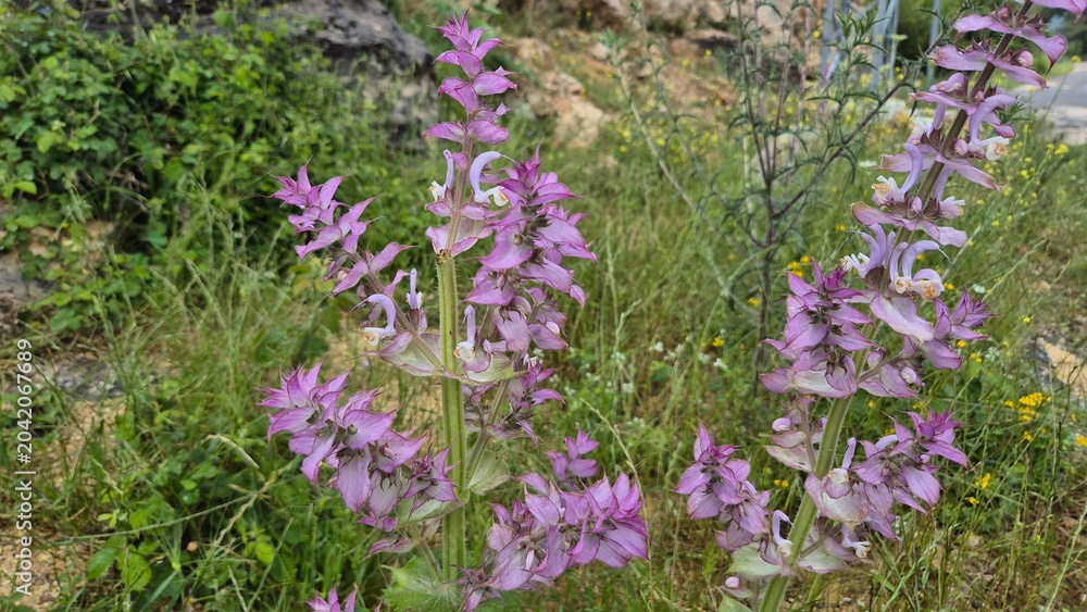 Obraz premium Wild Salvia Sclarea Blooming with Vibrant Pink and Purple Floral Bracts in Nature