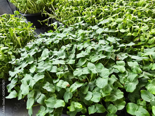 Foto Okra seedlings (Microgreens, dicotyledonous plants)