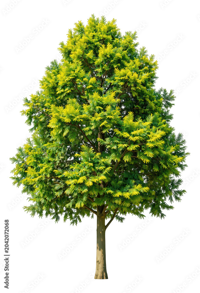 Fototapeta premium Yellow-Green Leafy Tree Isolated on Transparent Background