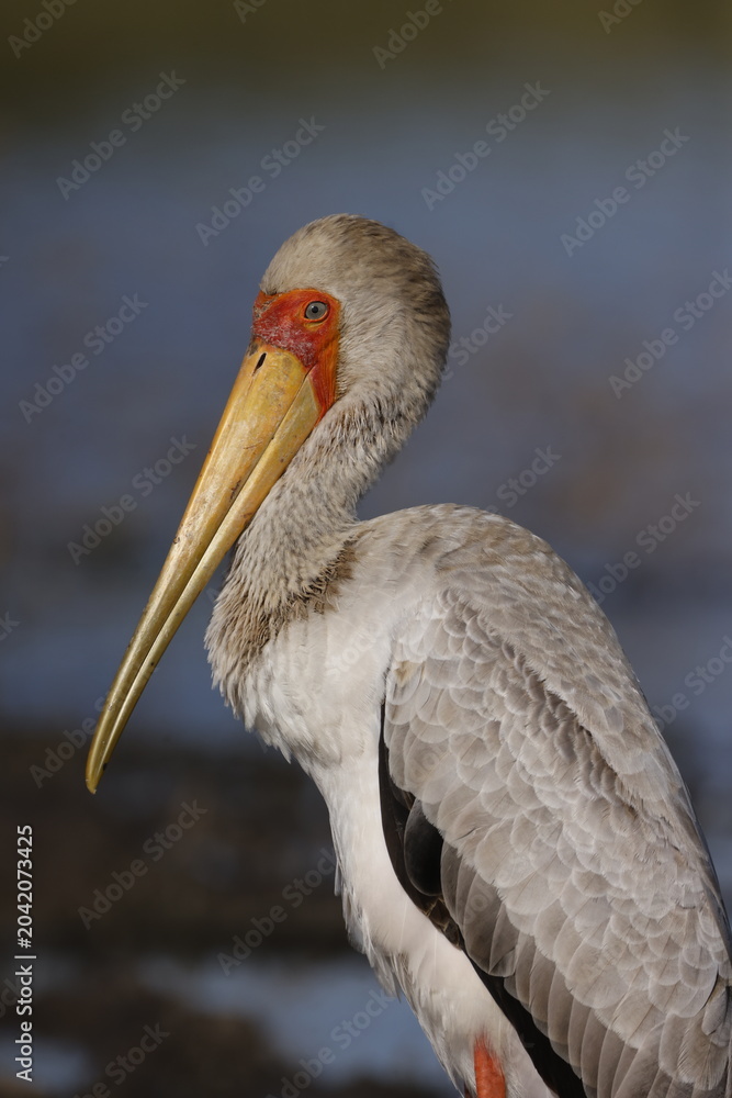 Fototapeta premium Yellow-billed Stork, Nairobi National park, Athi dam