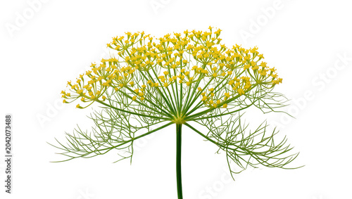 Foto Dill flower umbel with delicate green leaves and stem