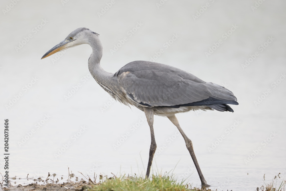 Obraz premium Gray Heron, lake elmentaita kenya